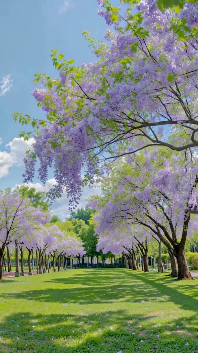 蓝天下紫藤花廊治愈风景