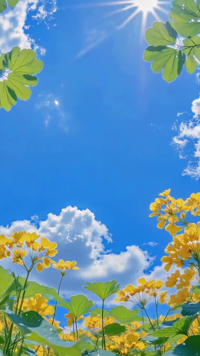 晴空下的黄色花海