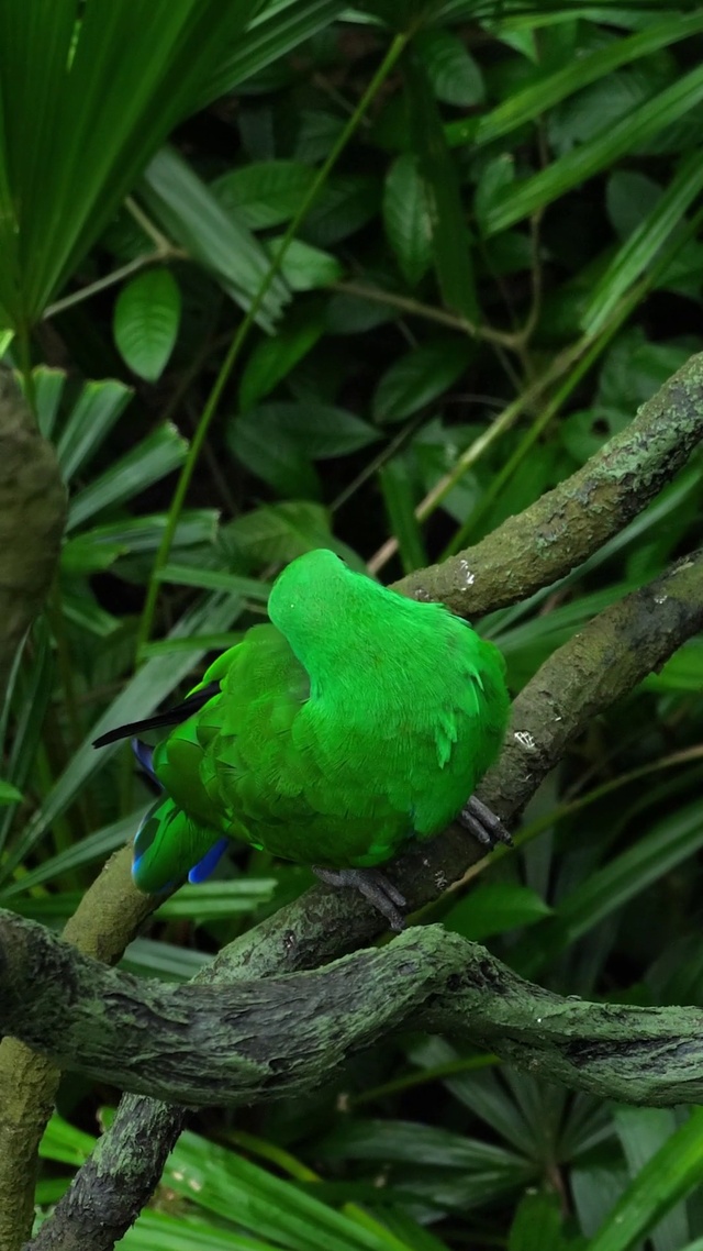 绿鹦鹉