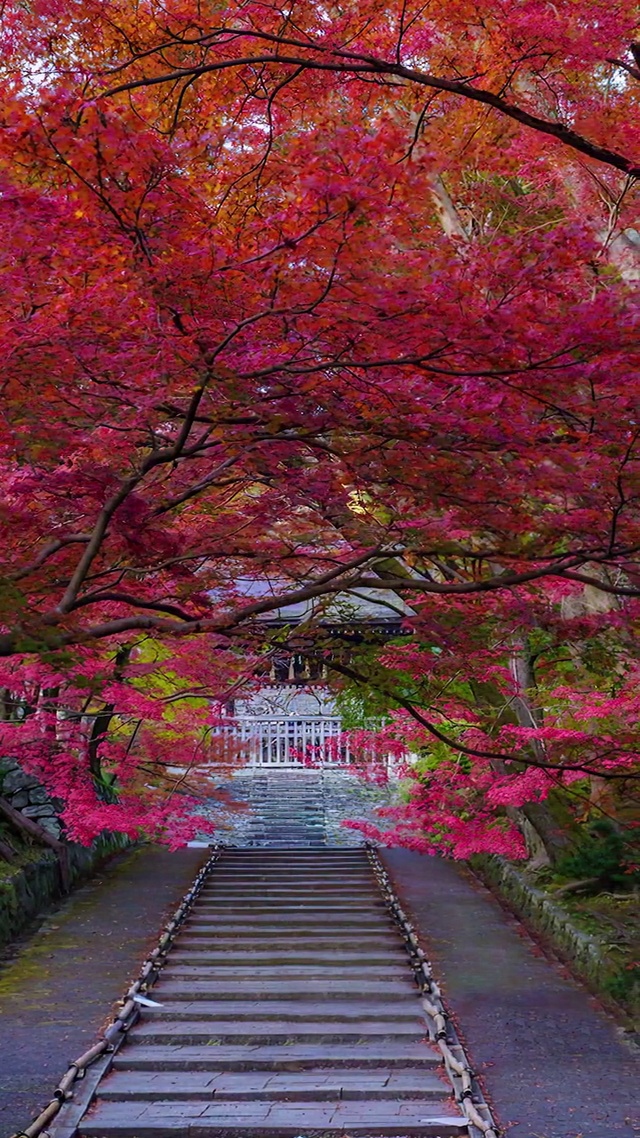 有人说，四季轮回像极了人的一生，可四季有轮回，人无再少年，请你竭尽所能去活的精彩，全力以赴，不留遗憾，乘兴而来，尽兴而归。