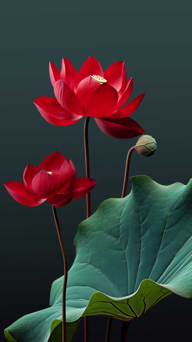 荷花