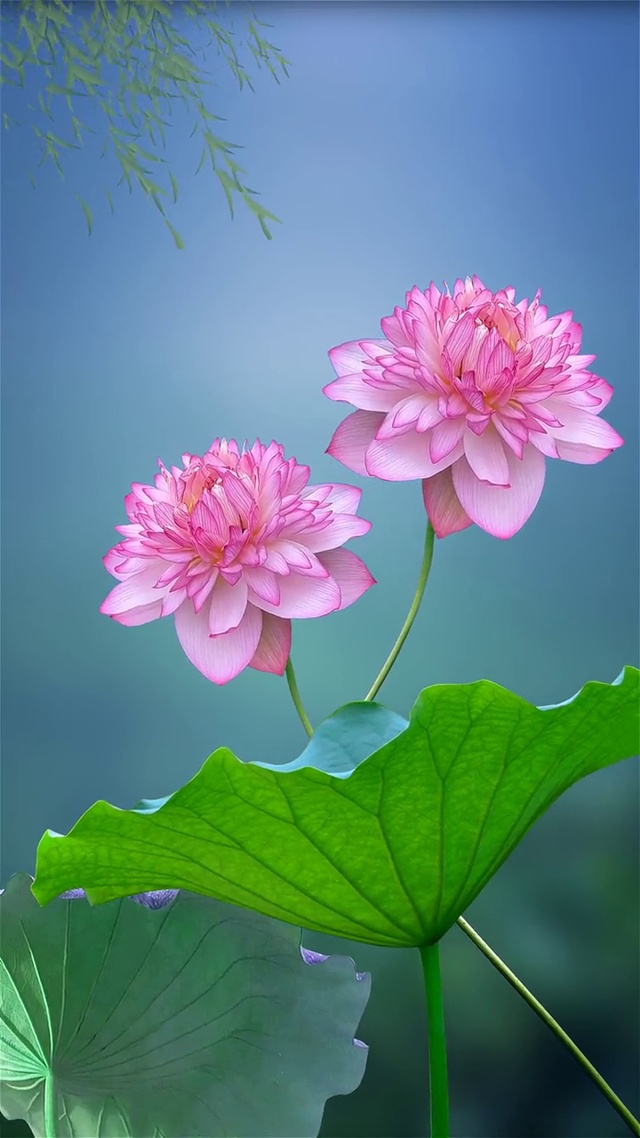 姐妹莲 风景手机动态壁纸 风景手机壁纸下载 元气壁纸