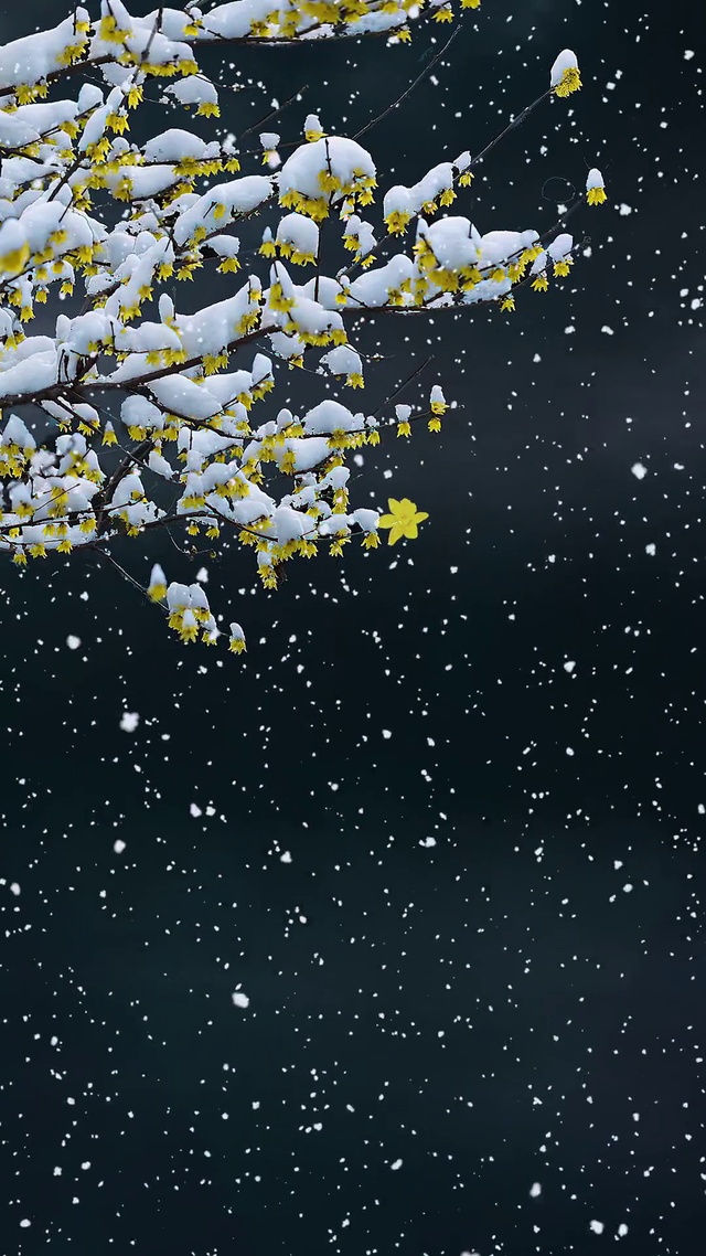 雪中飞舞