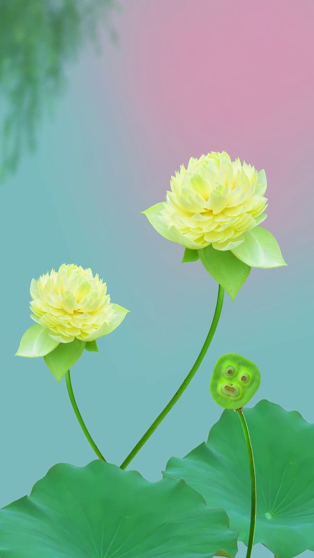 清淡素雅，摇曳生姿。