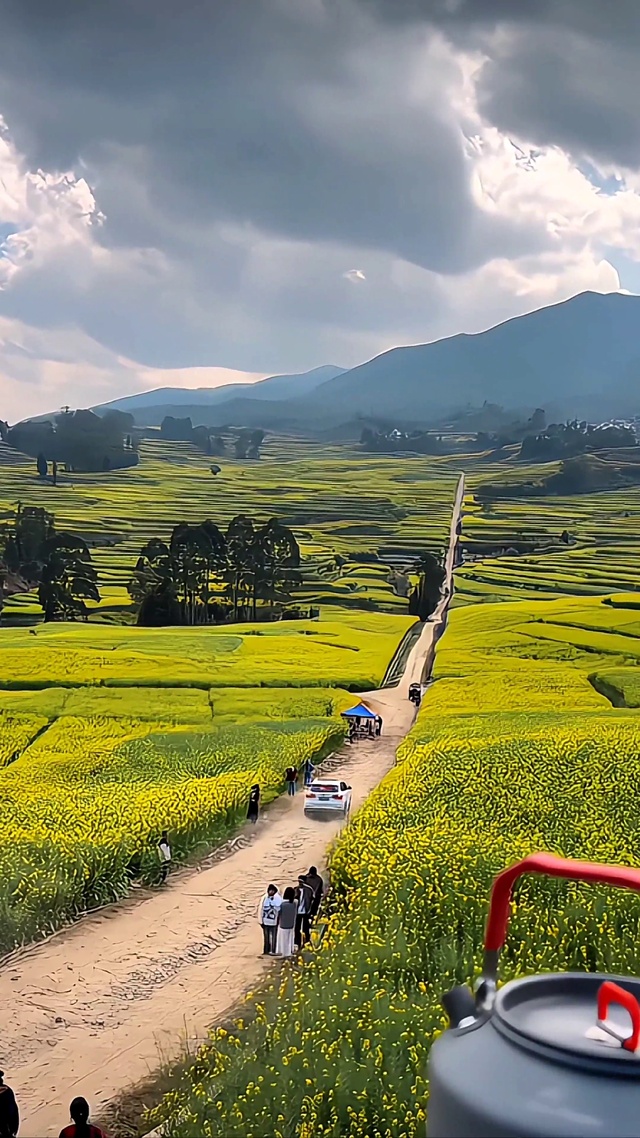 油菜花梯田