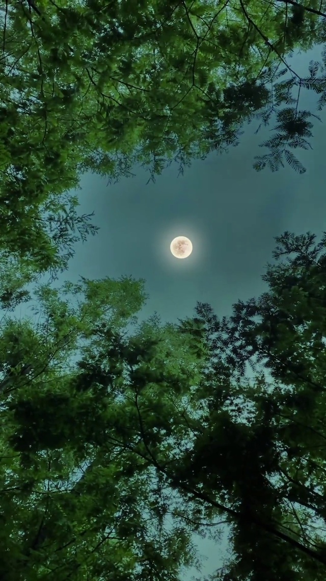 森林月光
