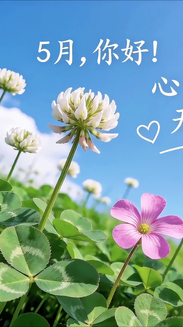 四叶花的5月祝福