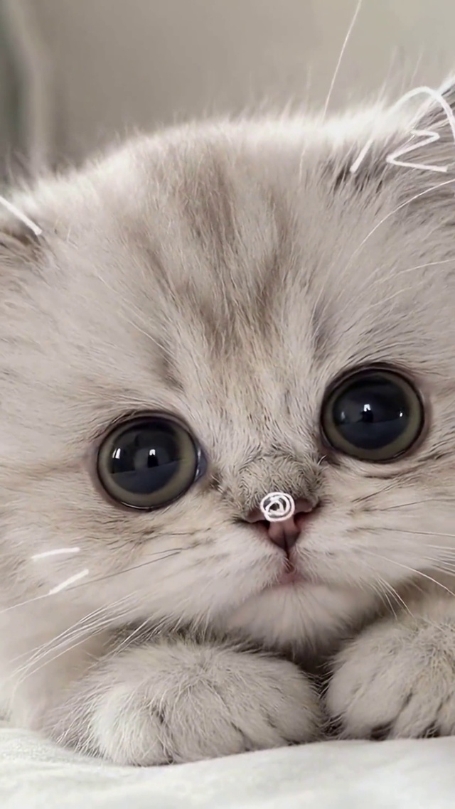 软萌治愈可爱小奶猫
