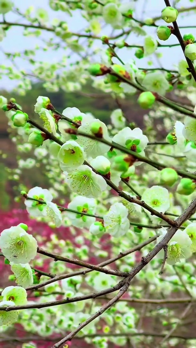 青山叠抱溪湾，绿萼凝香立浅滩
