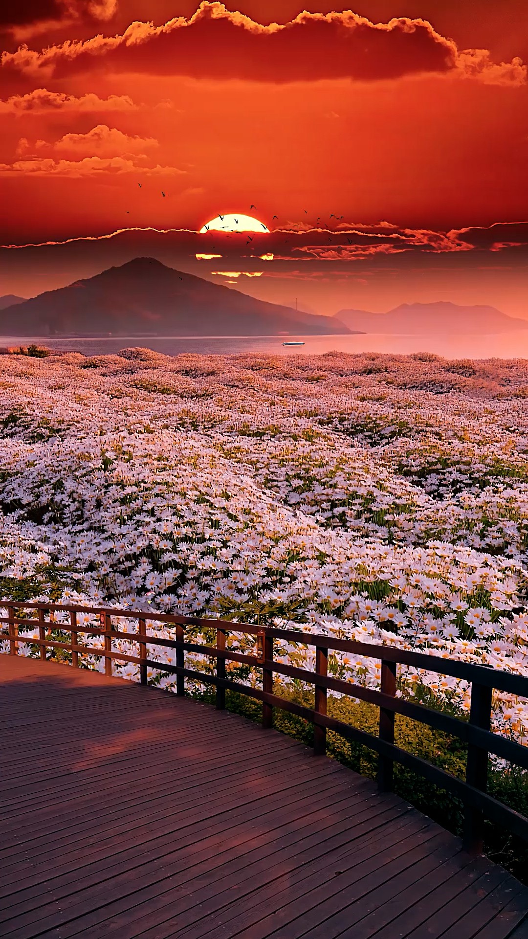绝美夕阳花海