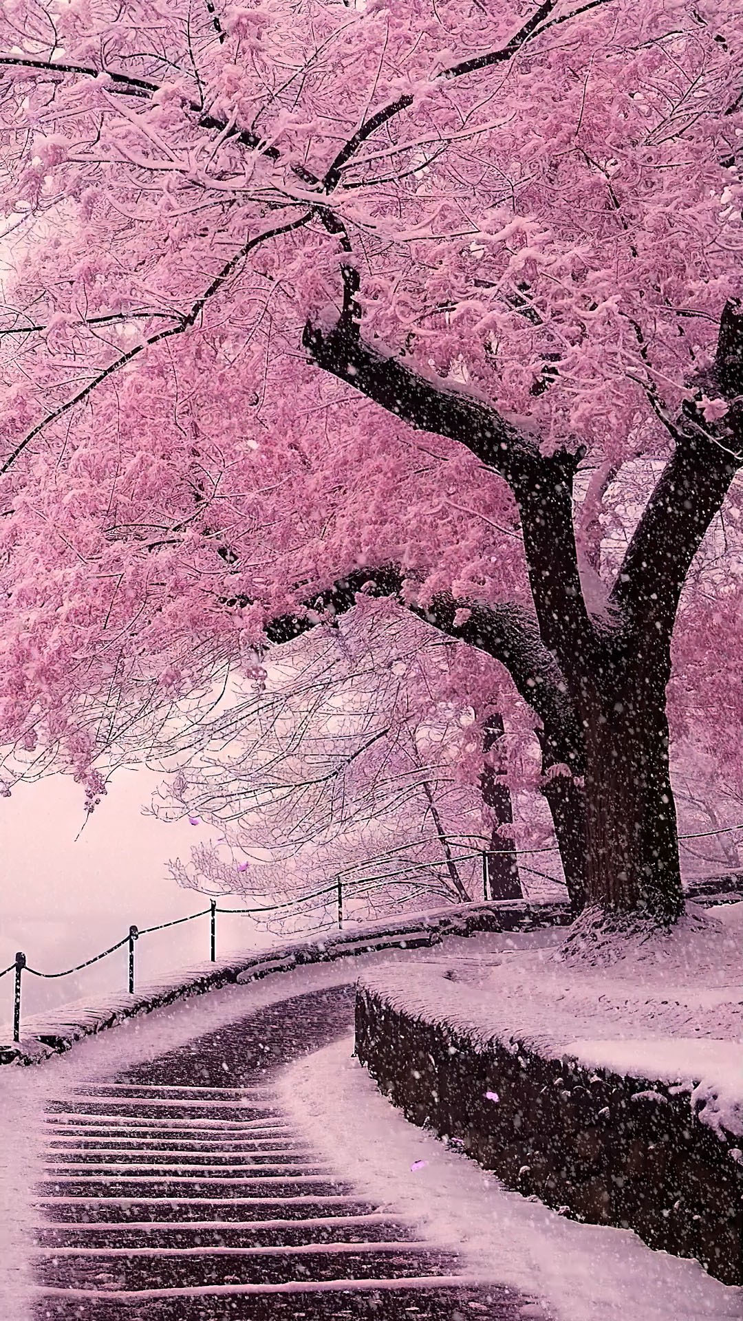 樱花树下