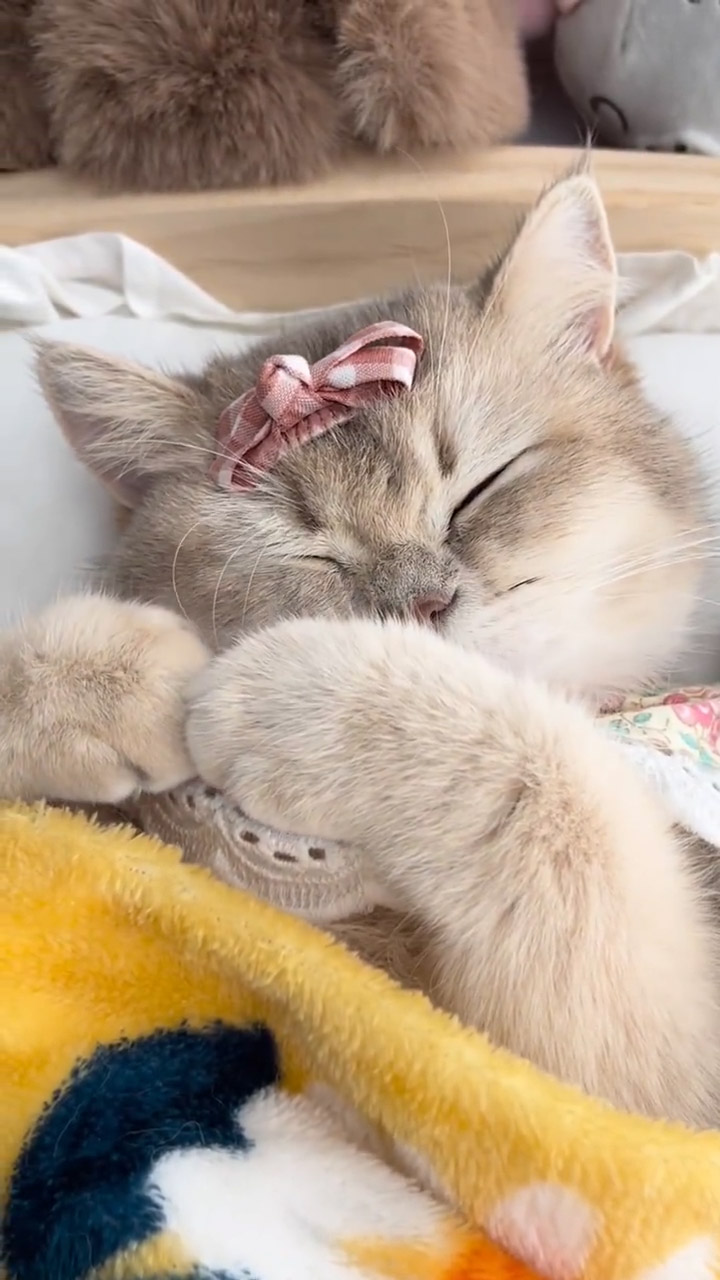 睡懒觉的小猫咪