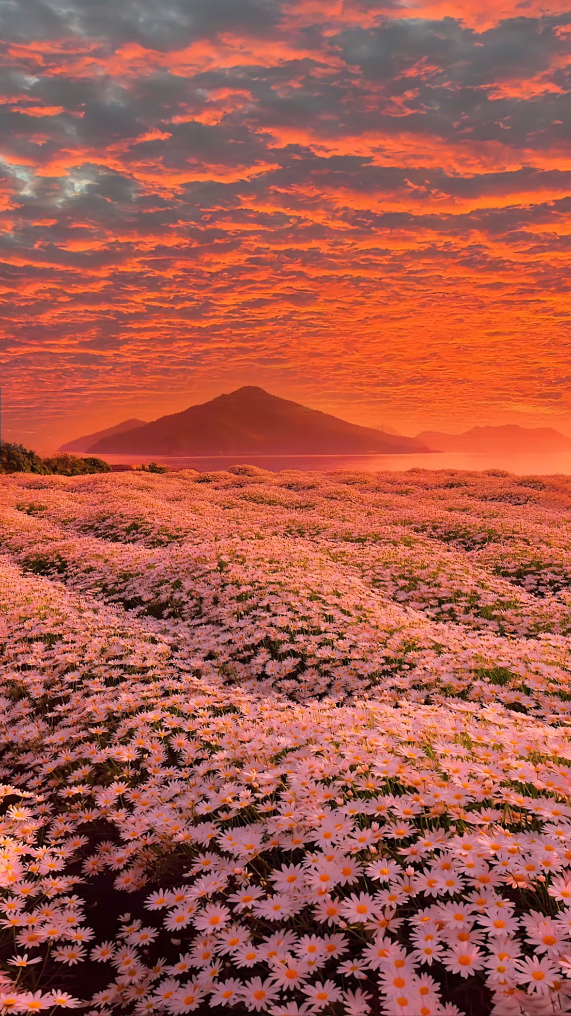 小雏菊花海