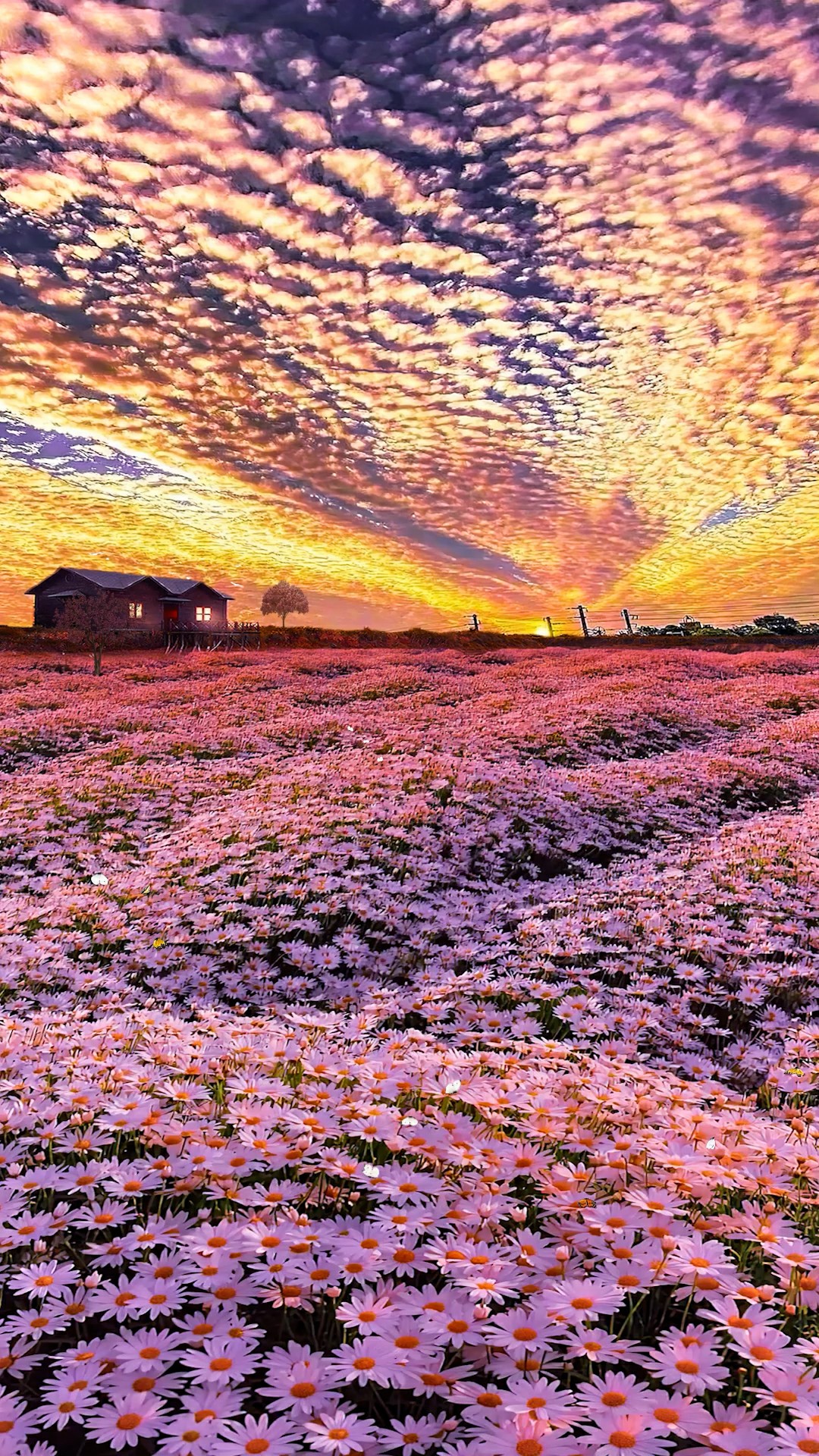 梦幻小雏菊花海