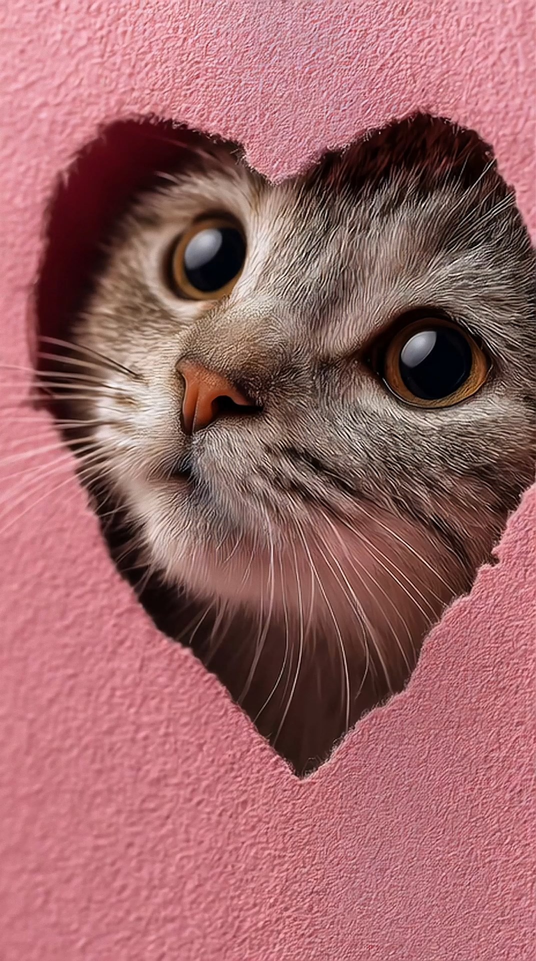 可爱小猫咪