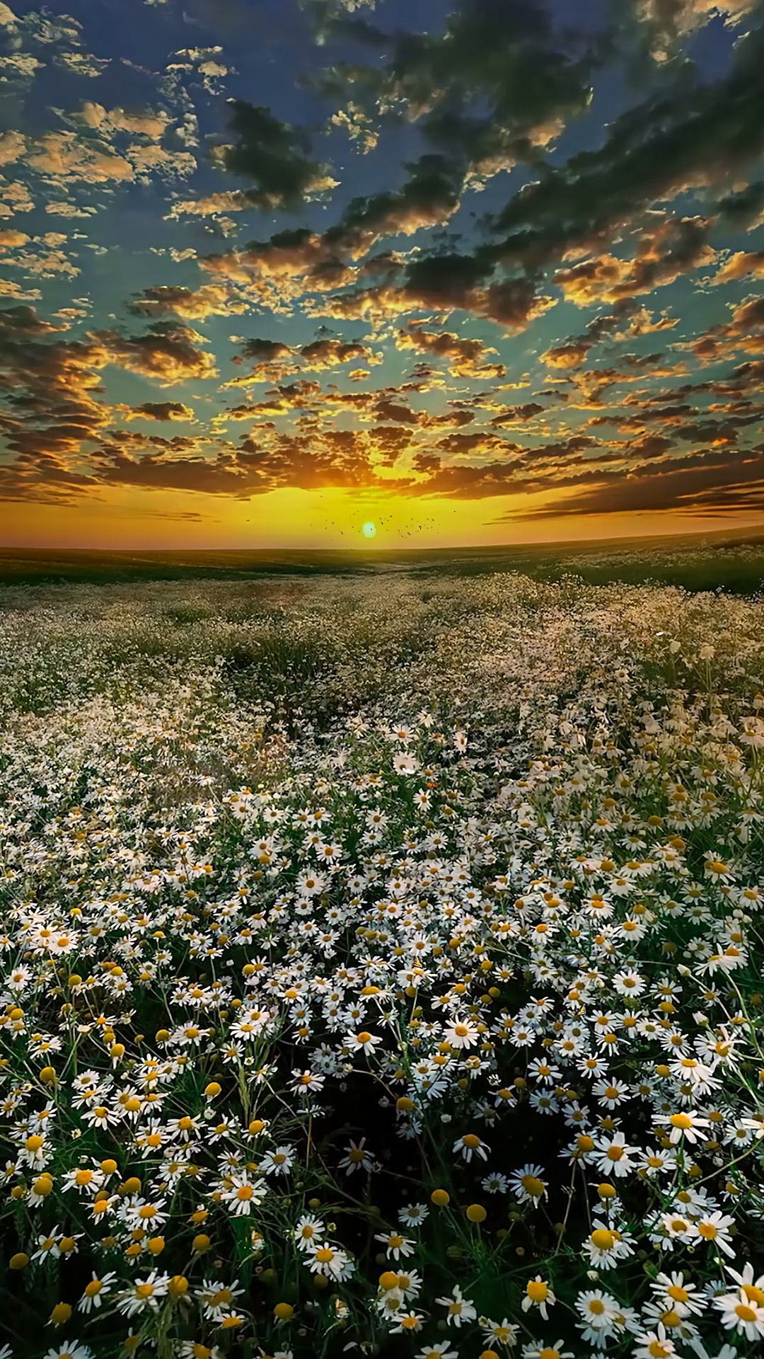 雏菊夕阳花海