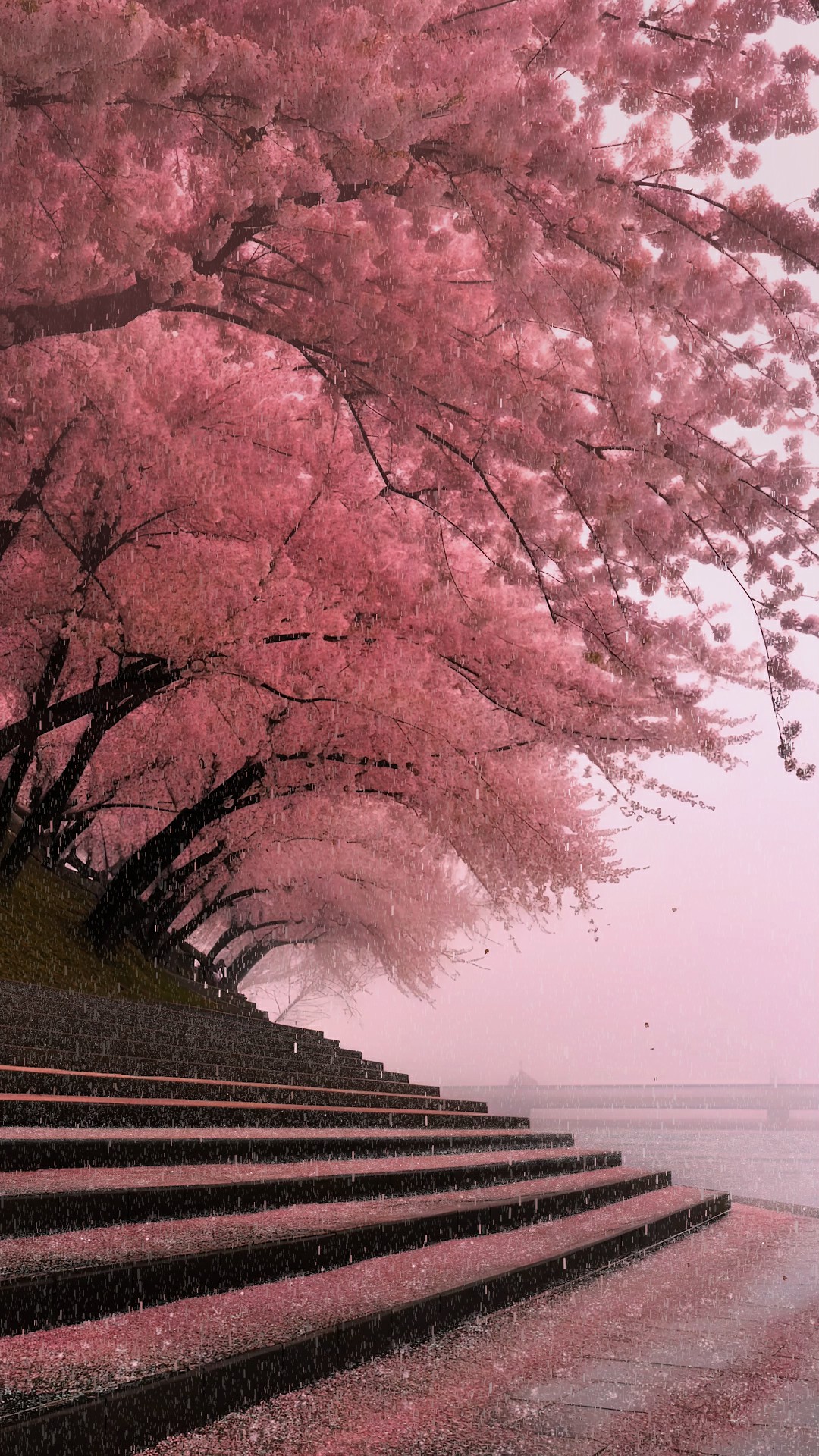 唯美樱花雨