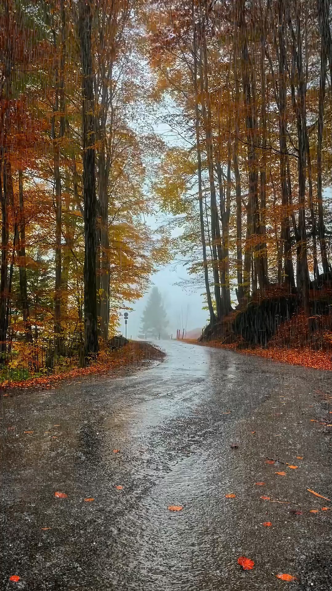 秋雨