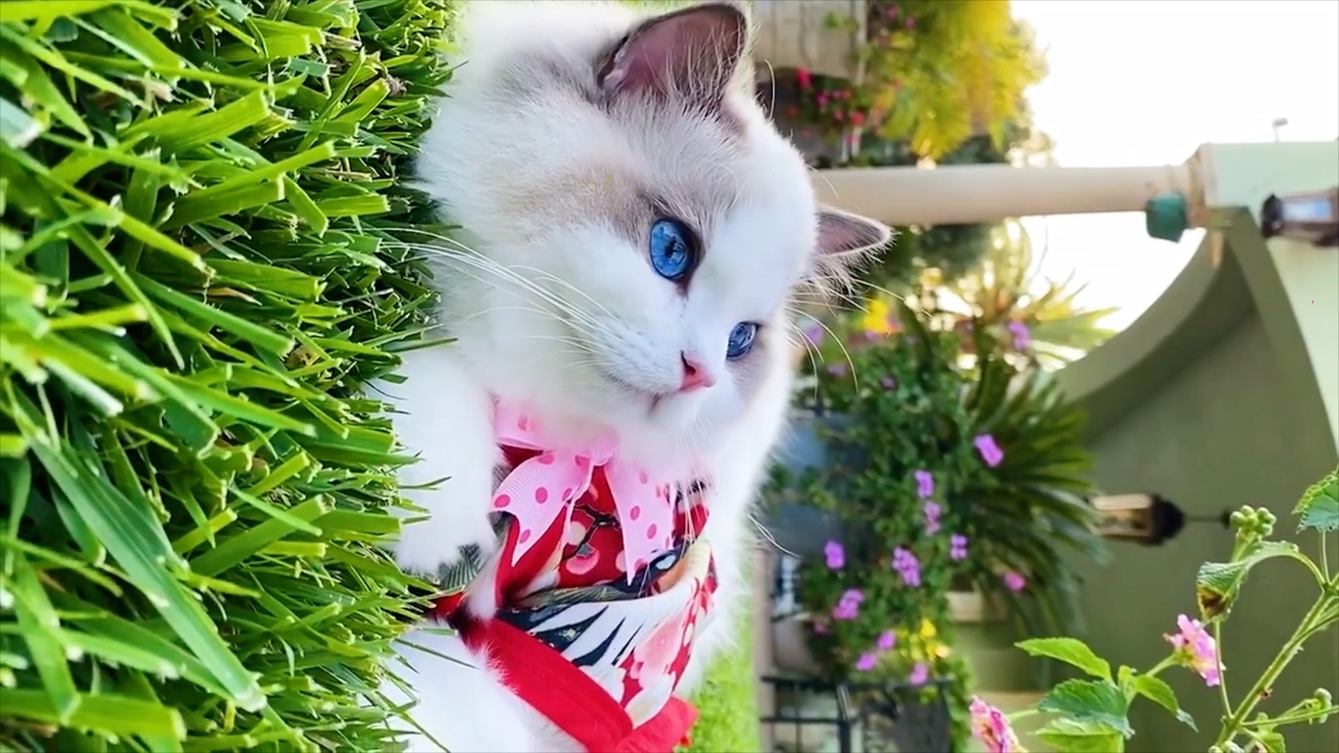 小猫咪的美貌