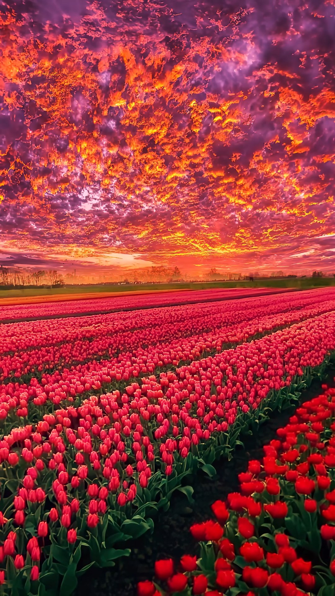 红色郁金香花海