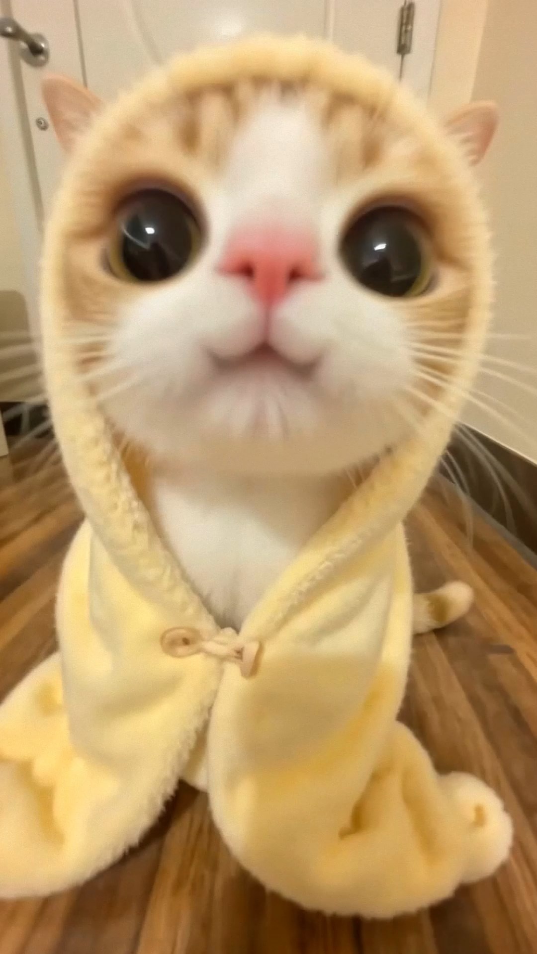 超可爱猫咪