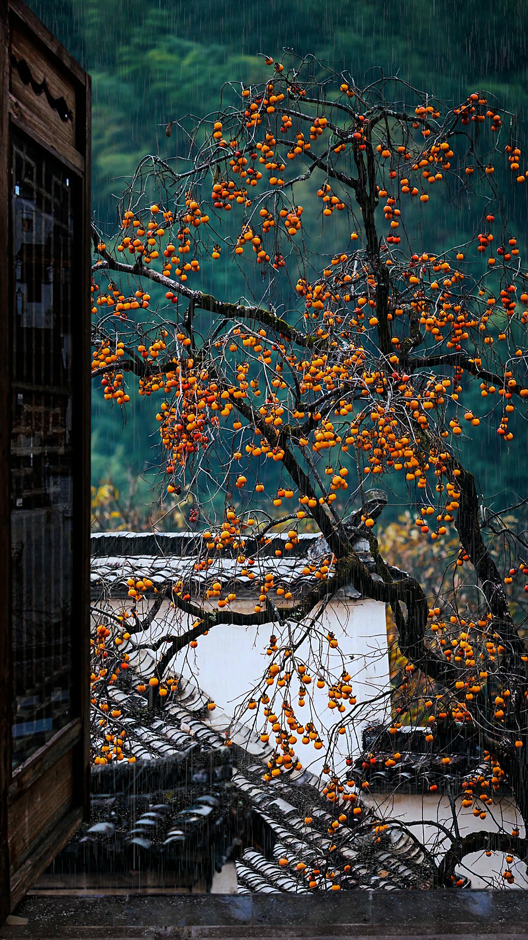 雨打柿子树