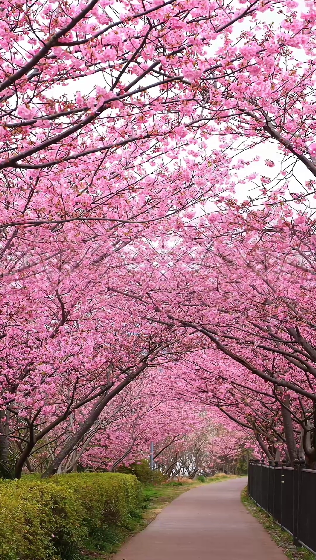 櫻花