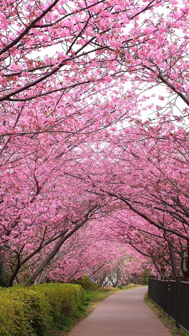 樱花