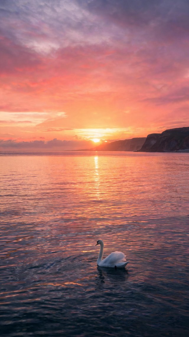 点景·天鹅·黄昏海岸
