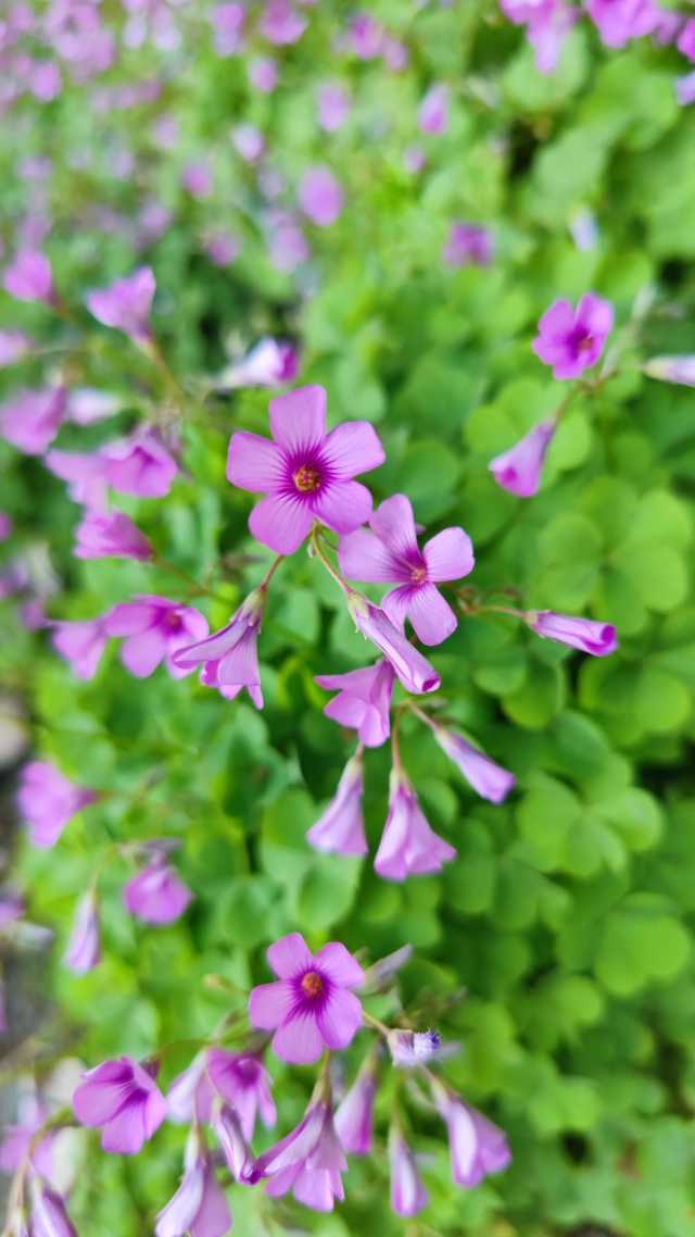 ?花?