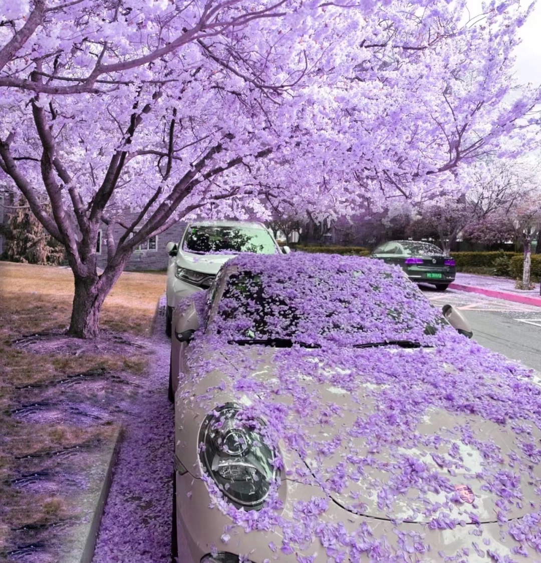 櫻花車道