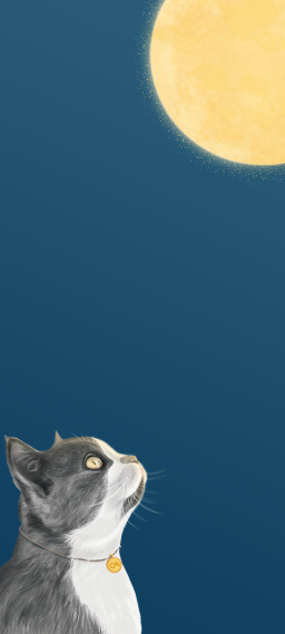 猫咪