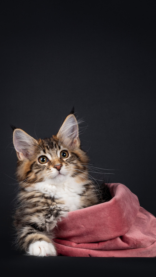 可爱的猫咪4~萌宠好看的微信壁纸
