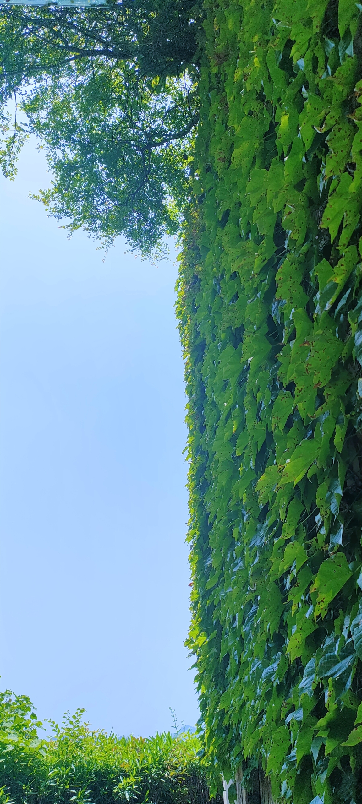 爬山虎微信壁纸
