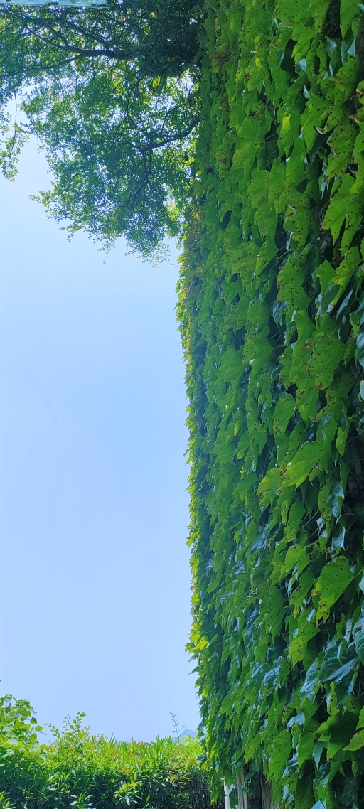 爬山虎微信壁紙
