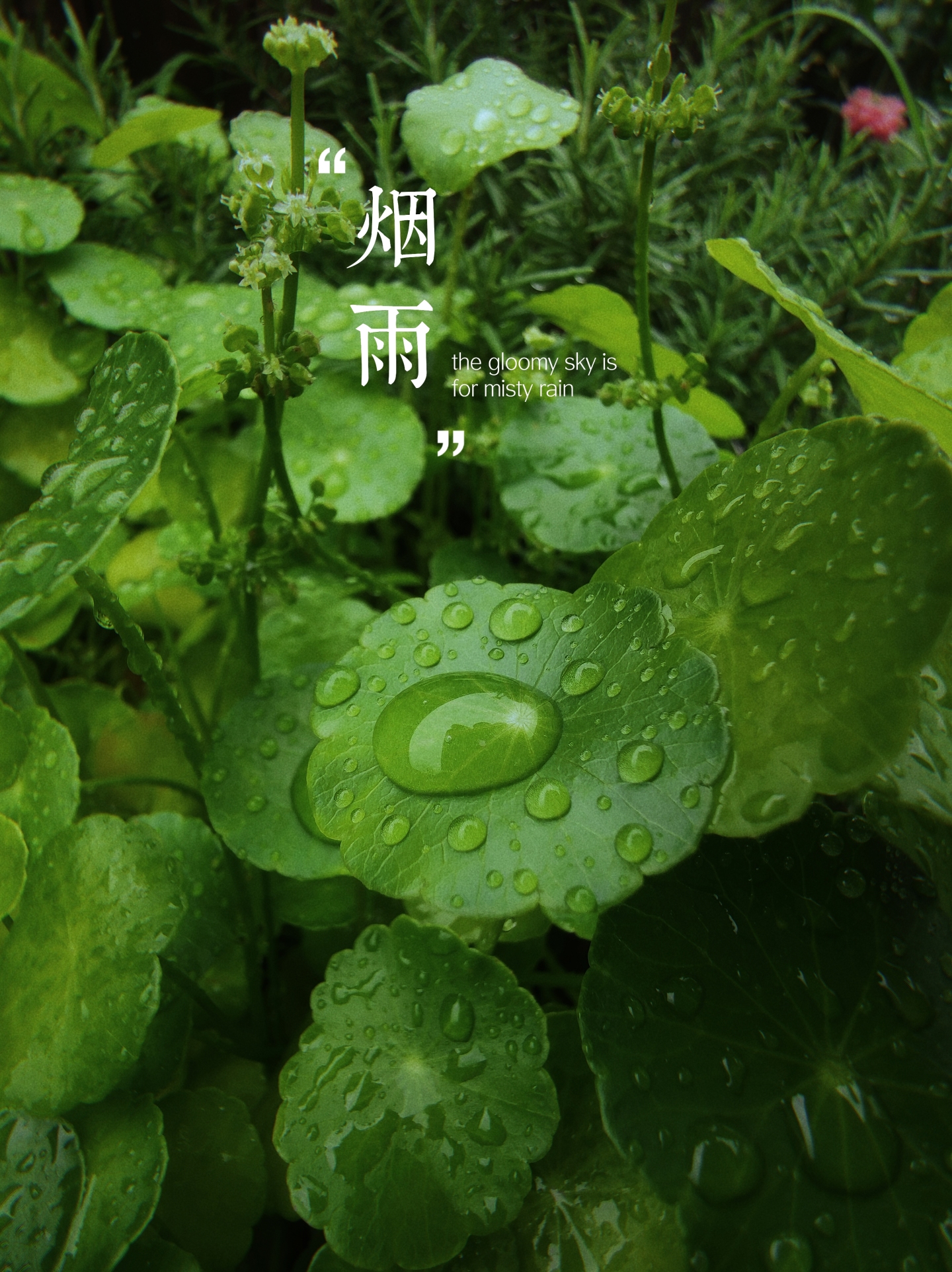 煙雨