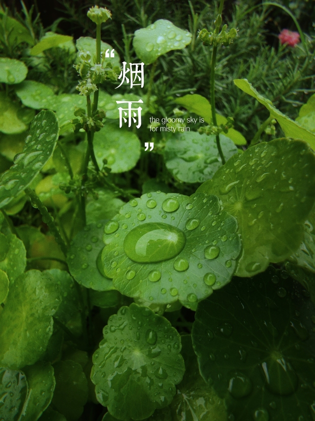 煙雨