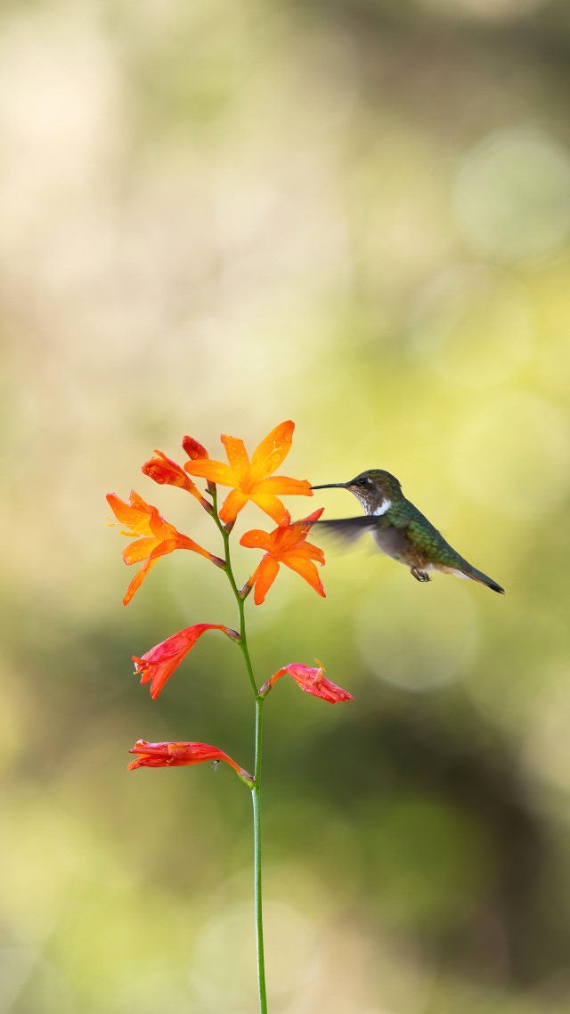【鳥與花 禪意】