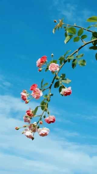 蔷薇花6