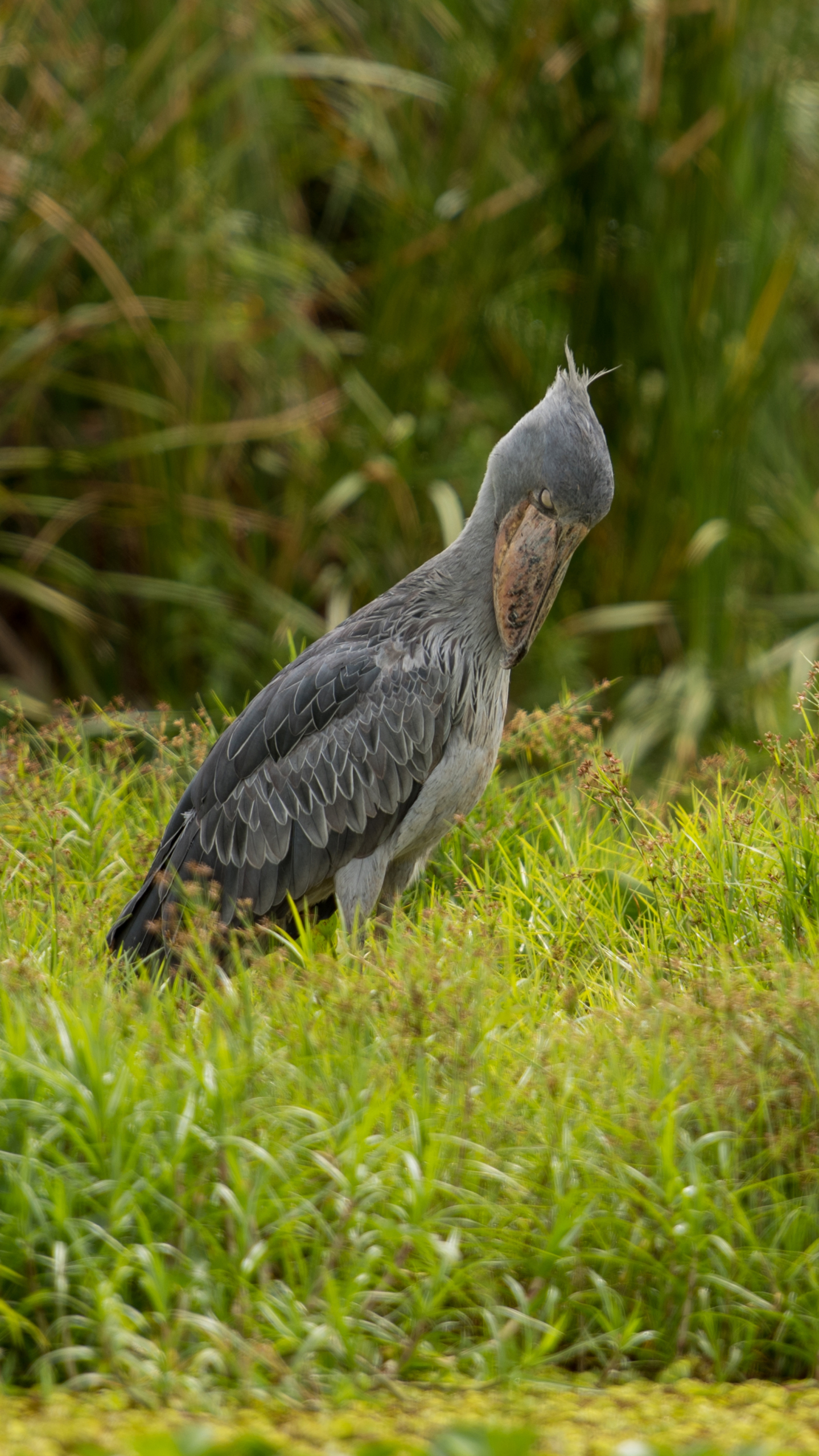 【奇怪的鳥兒 動物】