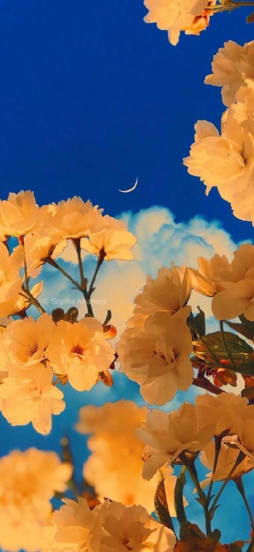 雲杏月花