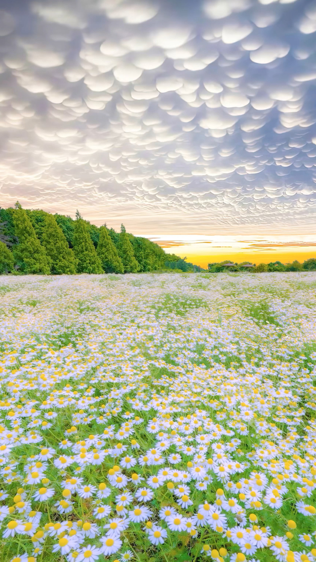 唯美棉花雲小雛菊花海