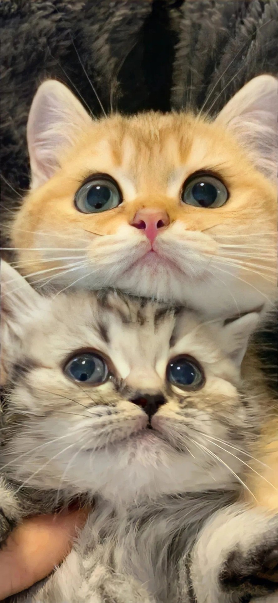 可愛