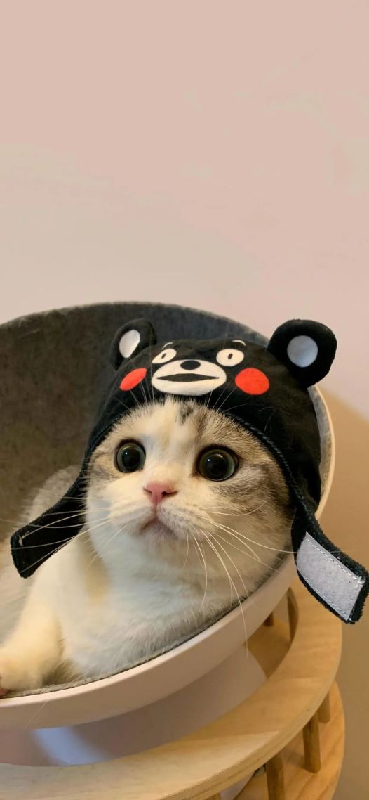 小猫猫