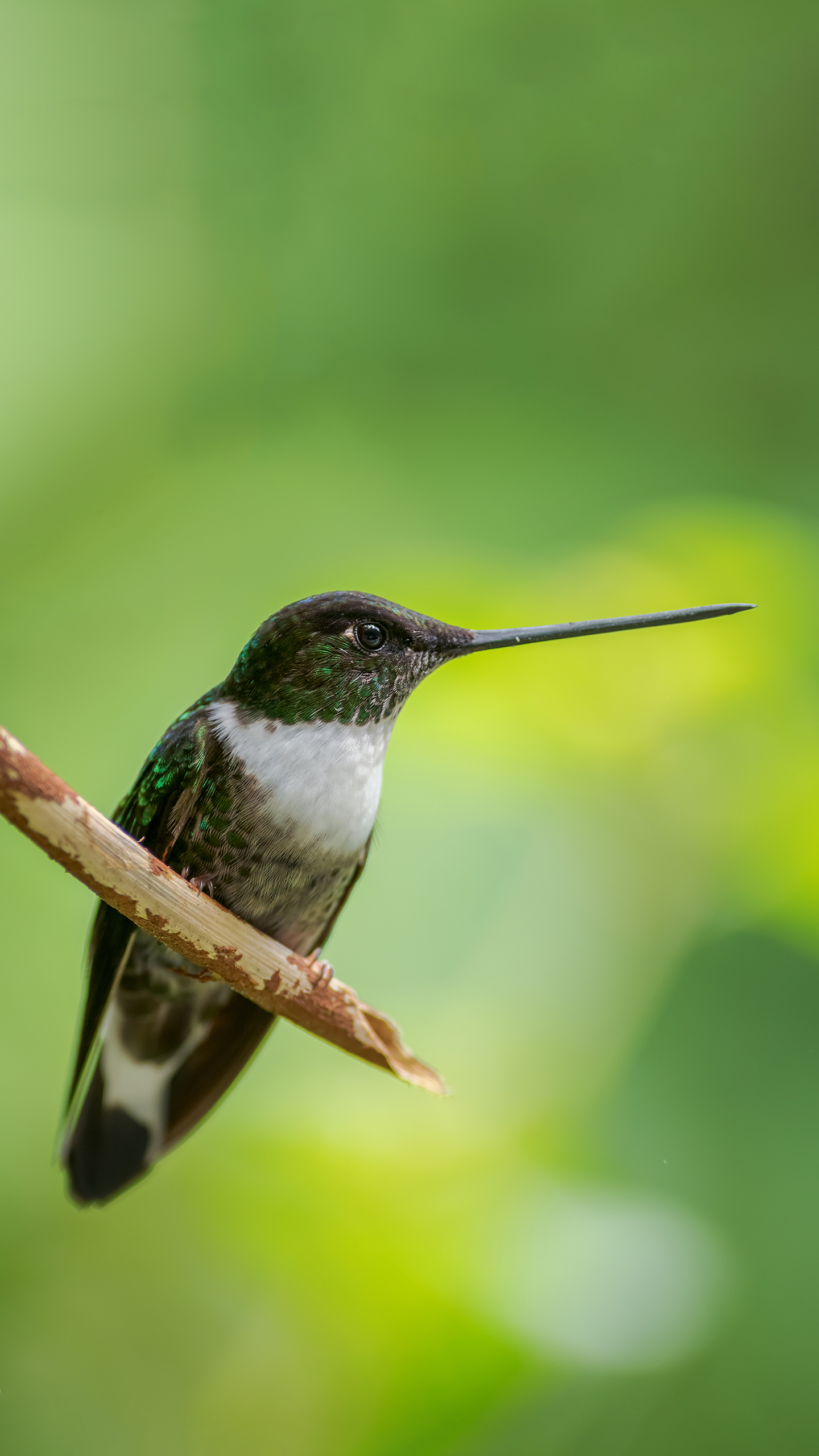 +可愛的蜂鳥 動物 (1)微信聊天背景超清