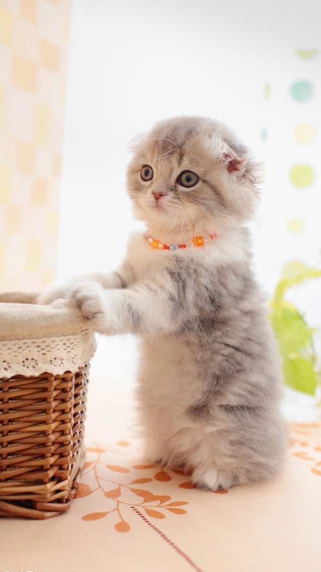 圆眼猫猫