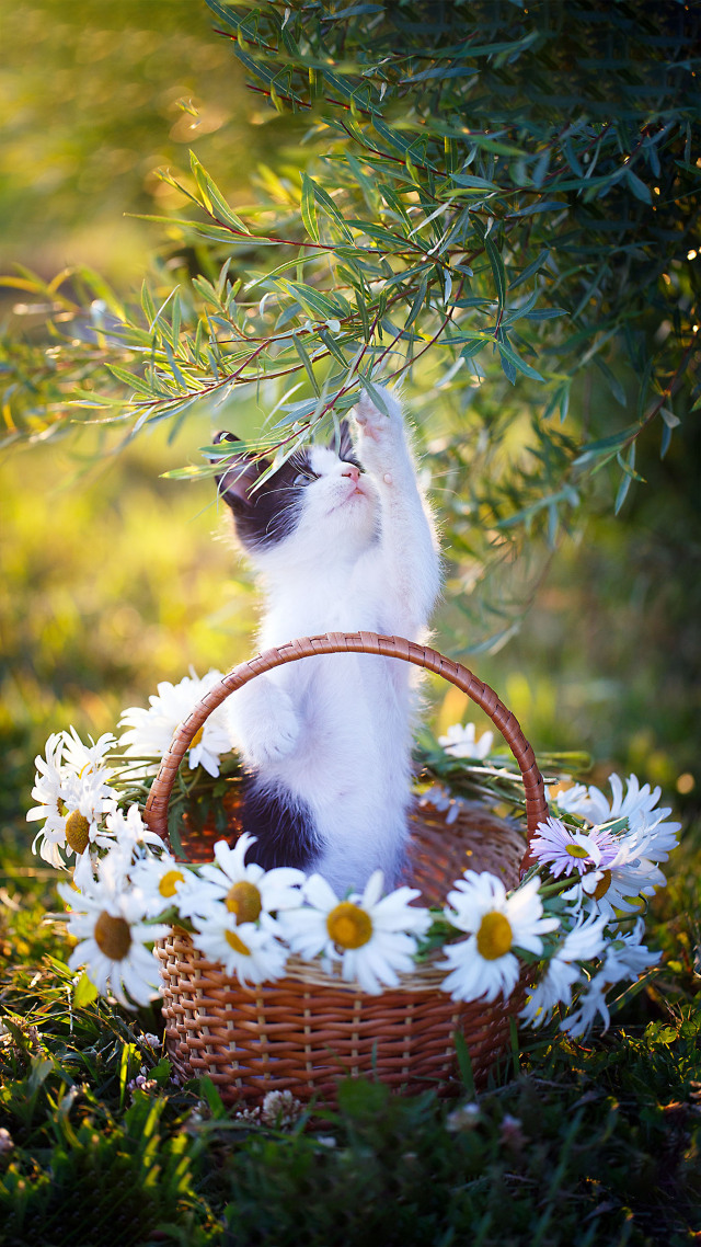 #篮子里的猫咪 可爱 (1)
