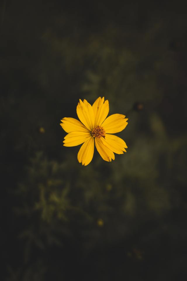 二次元微信聊天背景图花