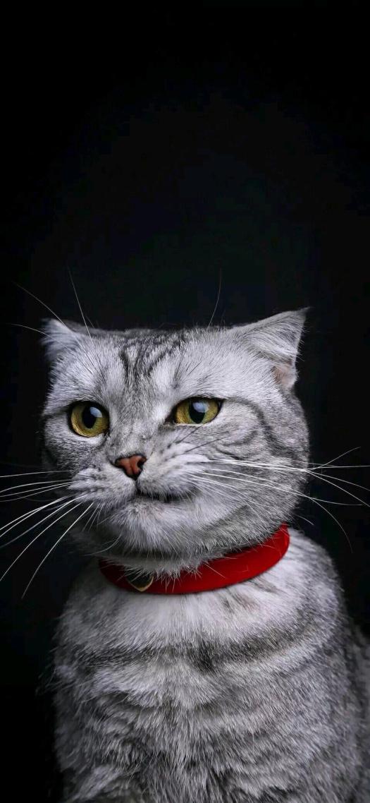 微信聊天背景超清猫咪