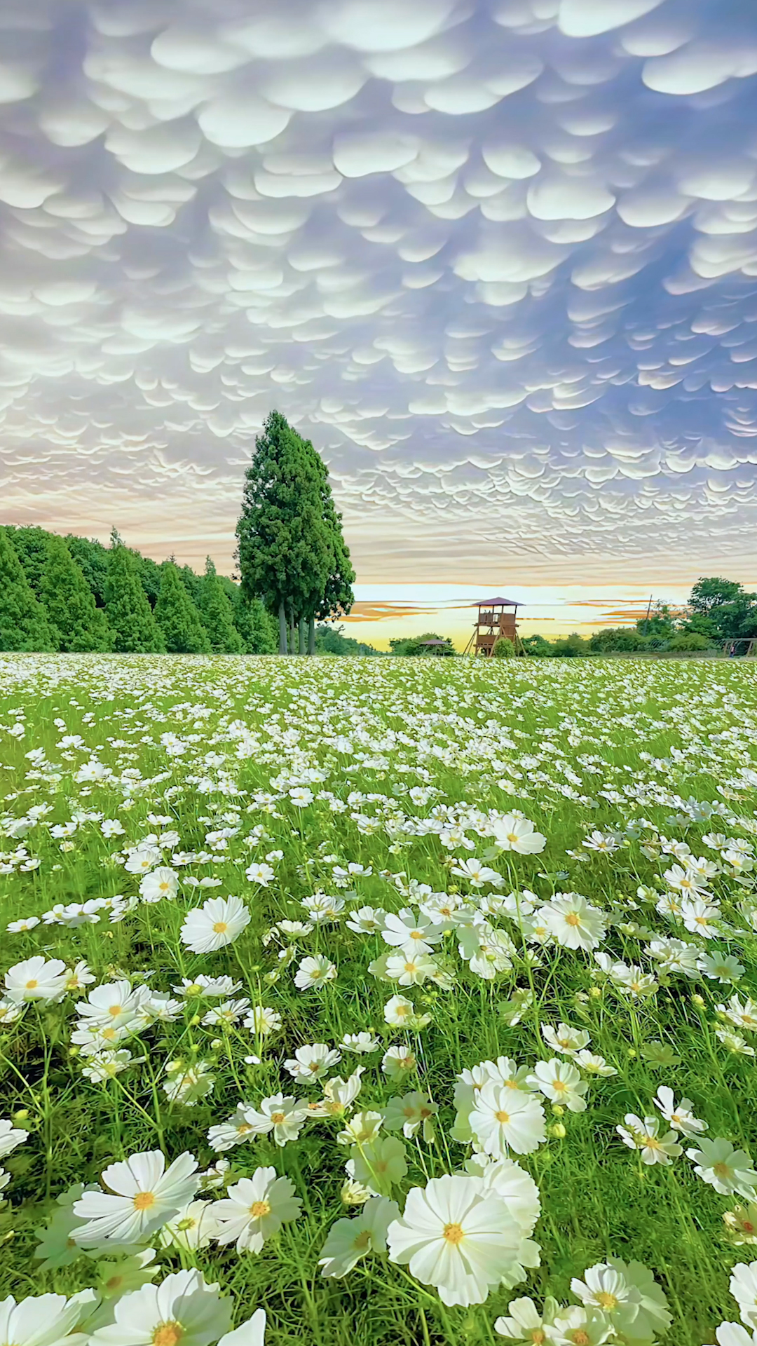 唯美棉花雲雛菊花海